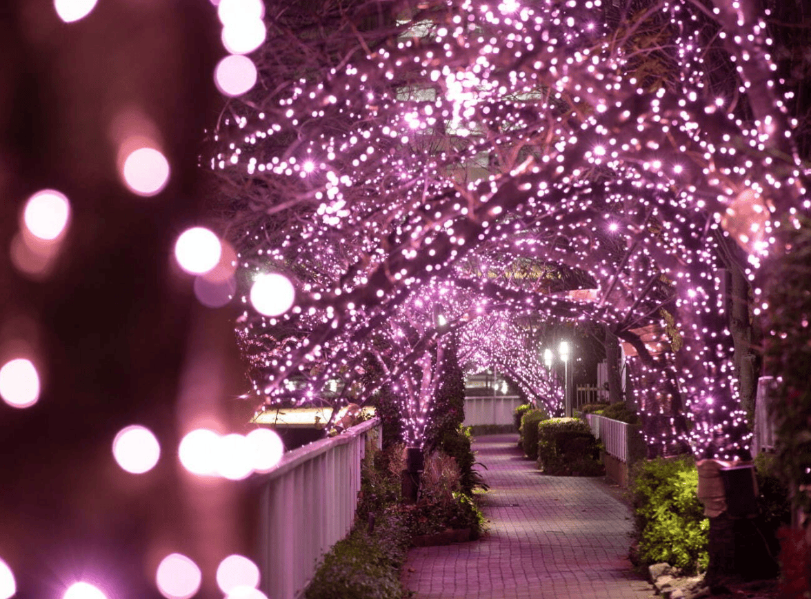 7. 目黑川 Minna no illumi 2024